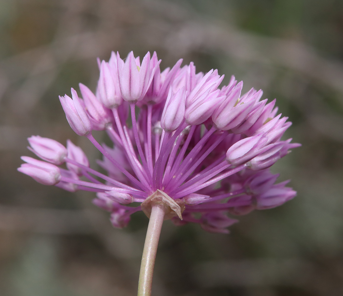 Изображение особи Allium rubellum.