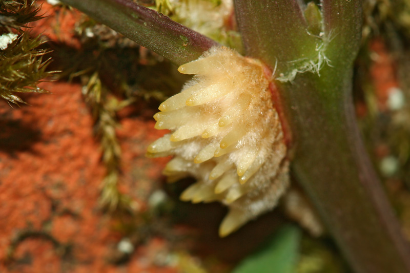 Image of Campsis radicans specimen.