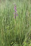 Anacamptis подвид elegans