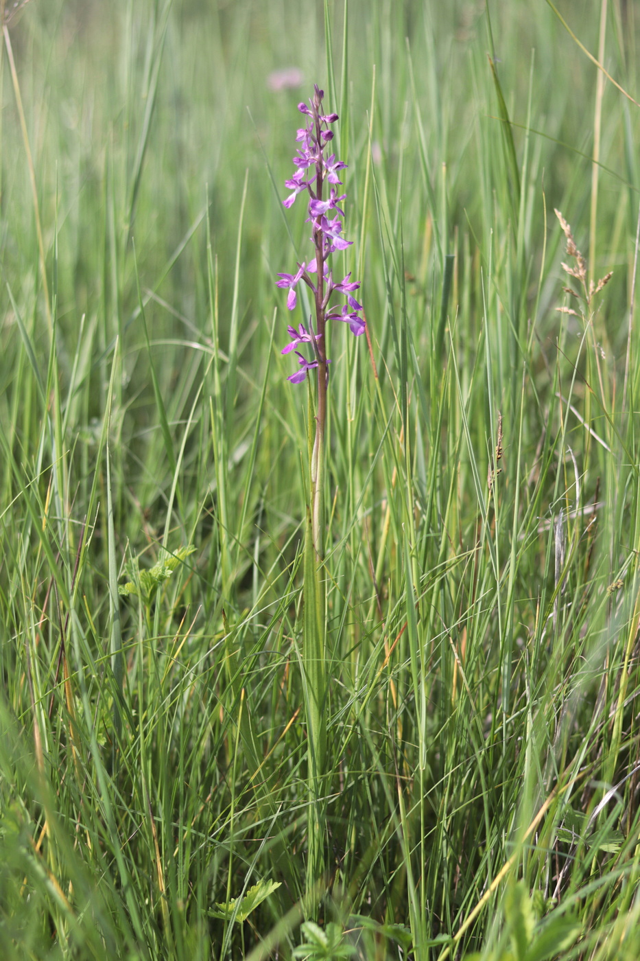 Изображение особи Anacamptis laxiflora ssp. elegans.