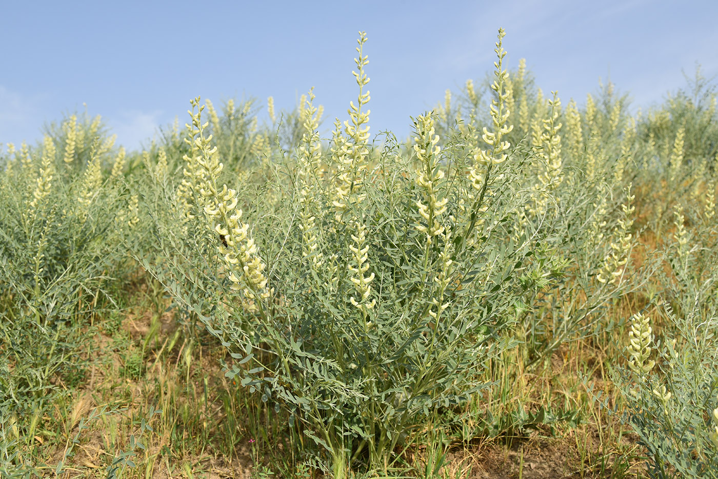 Image of Pseudosophora alopecuroides specimen.