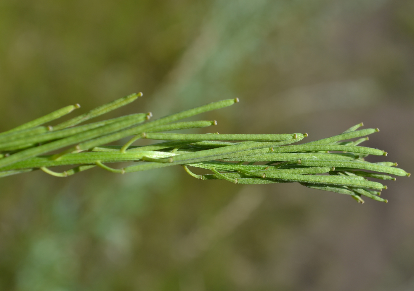 Image of Erysimum hieraciifolium specimen.