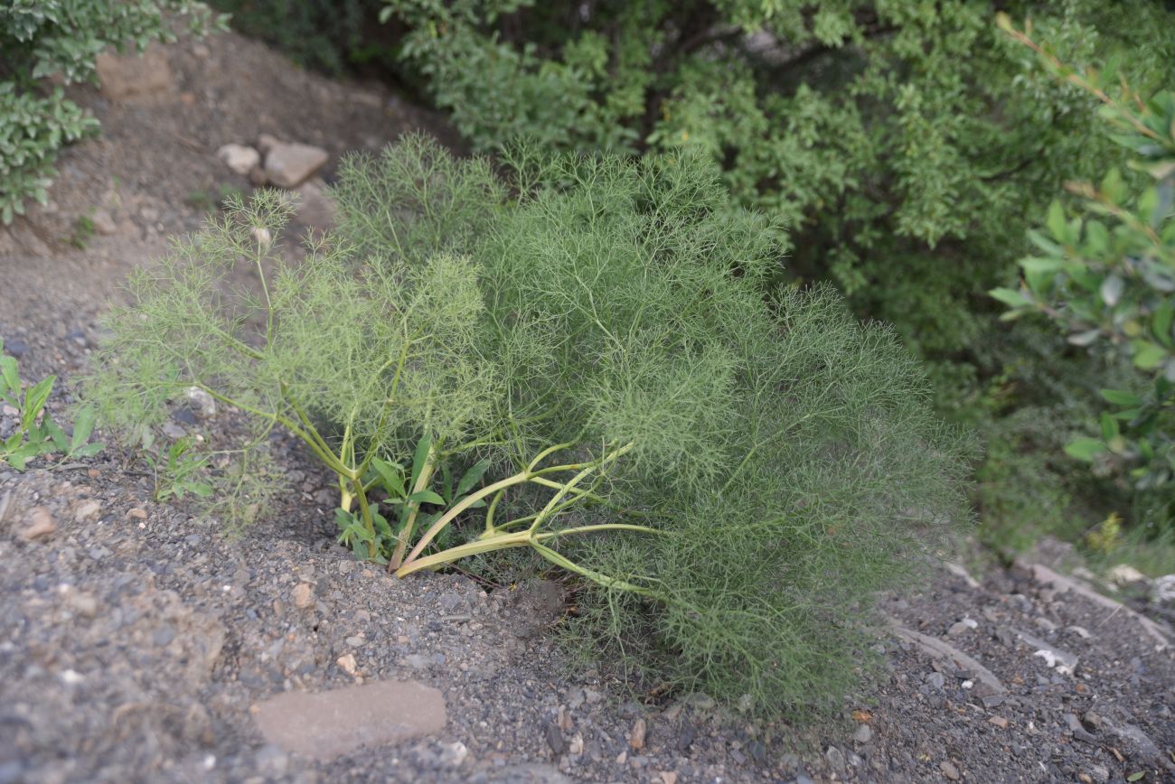 Image of Bilacunaria microcarpos specimen.