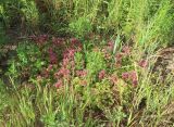Sedum spurium
