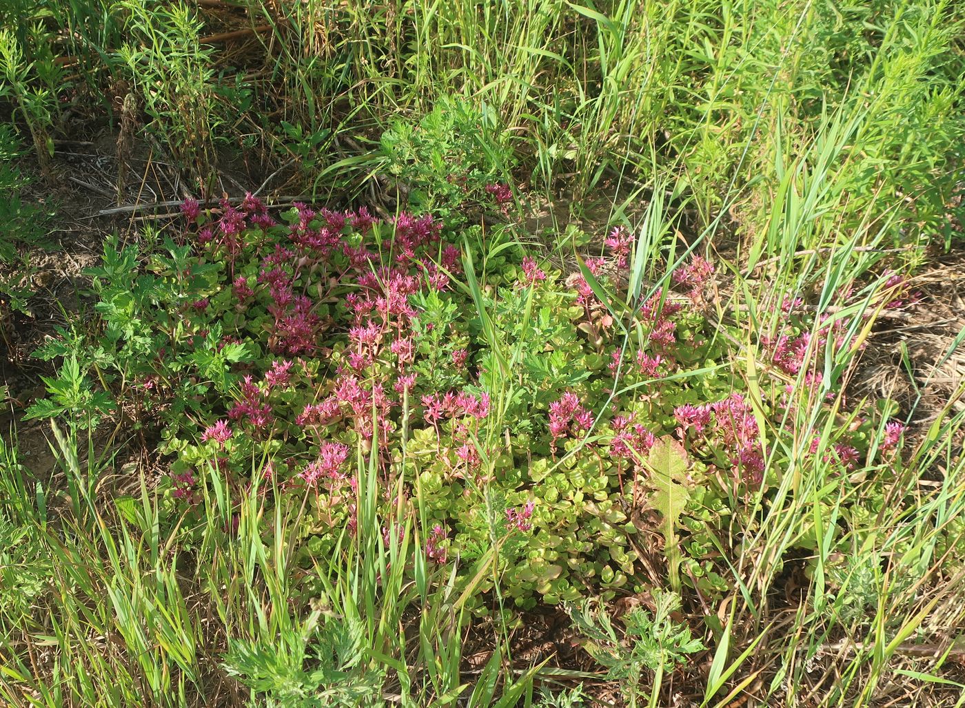 Image of Sedum spurium specimen.