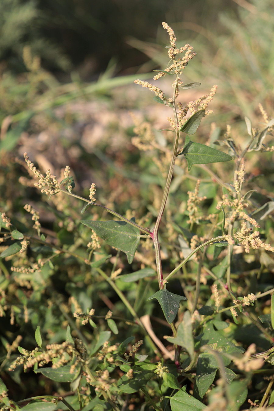 Image of Atriplex prostrata specimen.