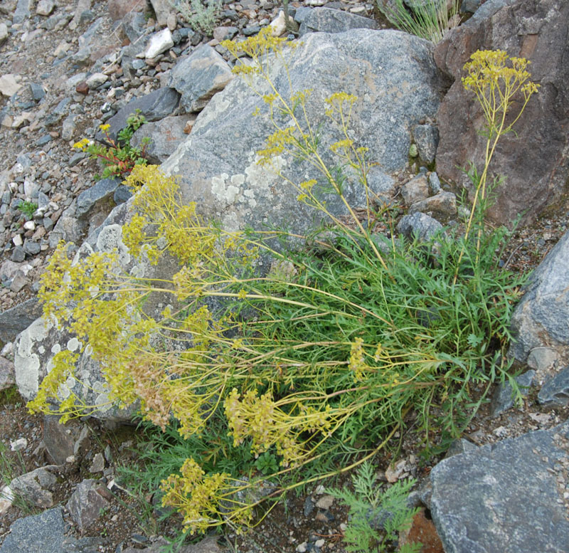 Image of Patrinia intermedia specimen.