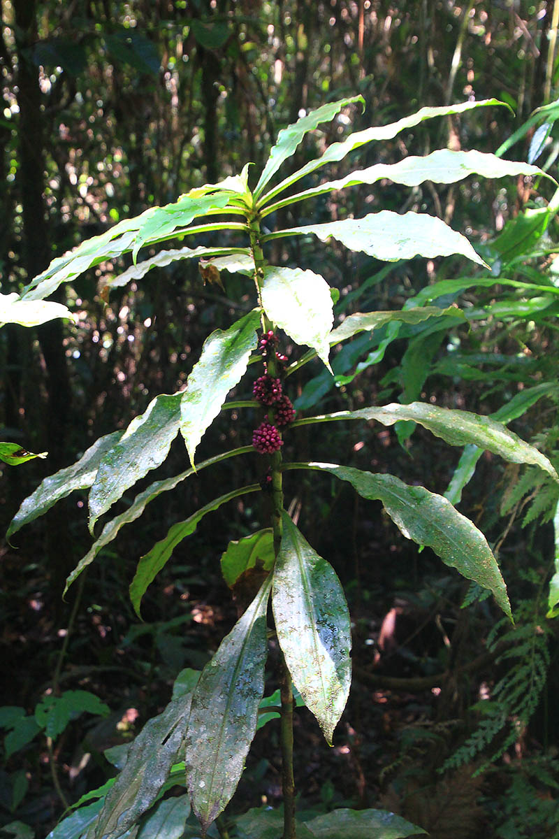 Image of genus Amischotolype specimen.