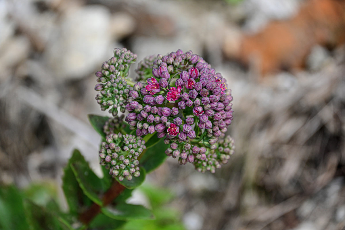 Изображение особи Hylotelephium triphyllum.