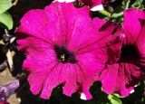 Petunia &times; atkinsiana