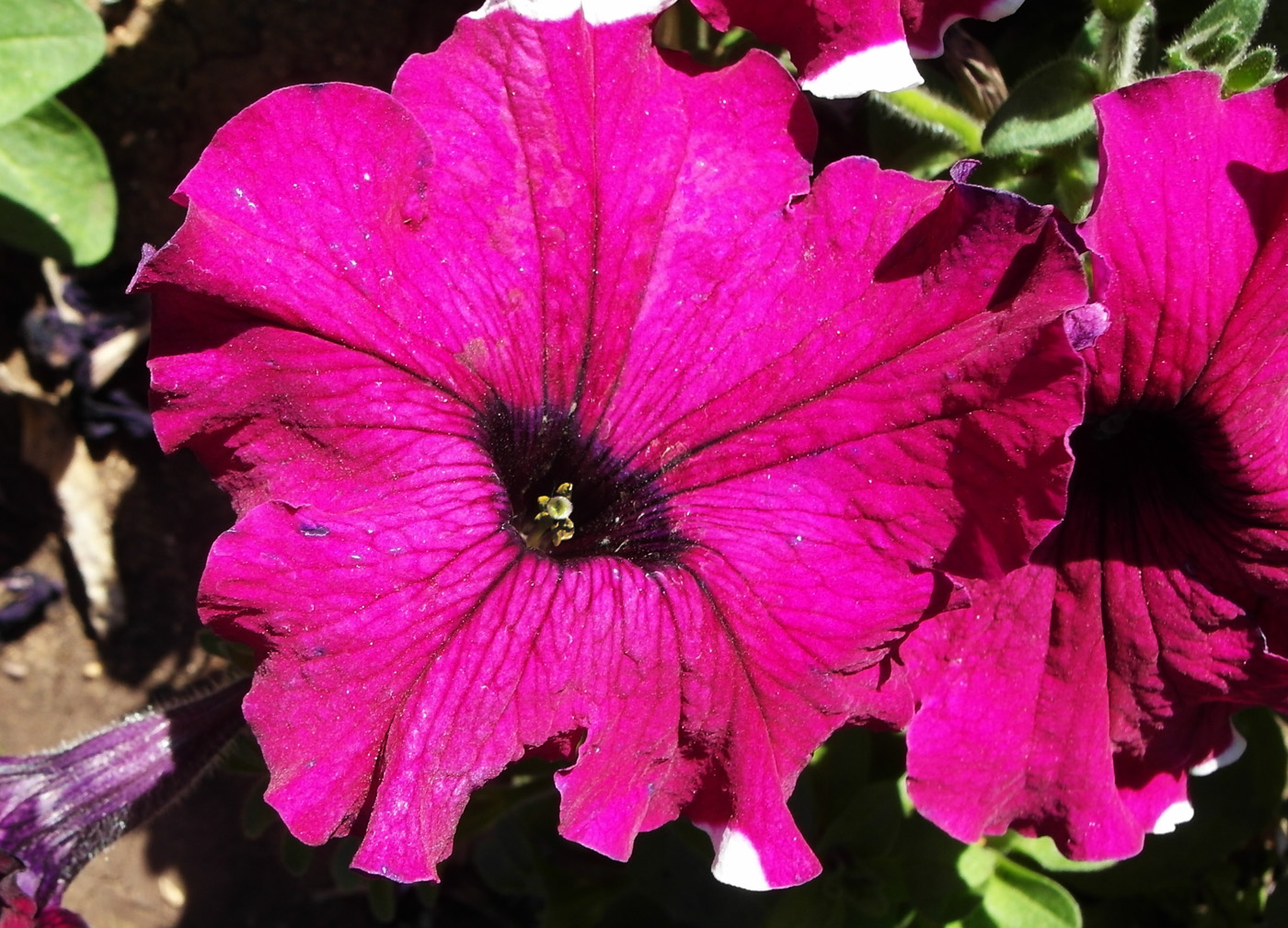 Изображение особи Petunia &times; atkinsiana.