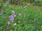 Hesperis sibirica. Верхушки цветущих растений. Иркутская обл., Иркутский р-н, окр. пос. Большая Речка, смешанный лес, поляна. 23.06.2022.