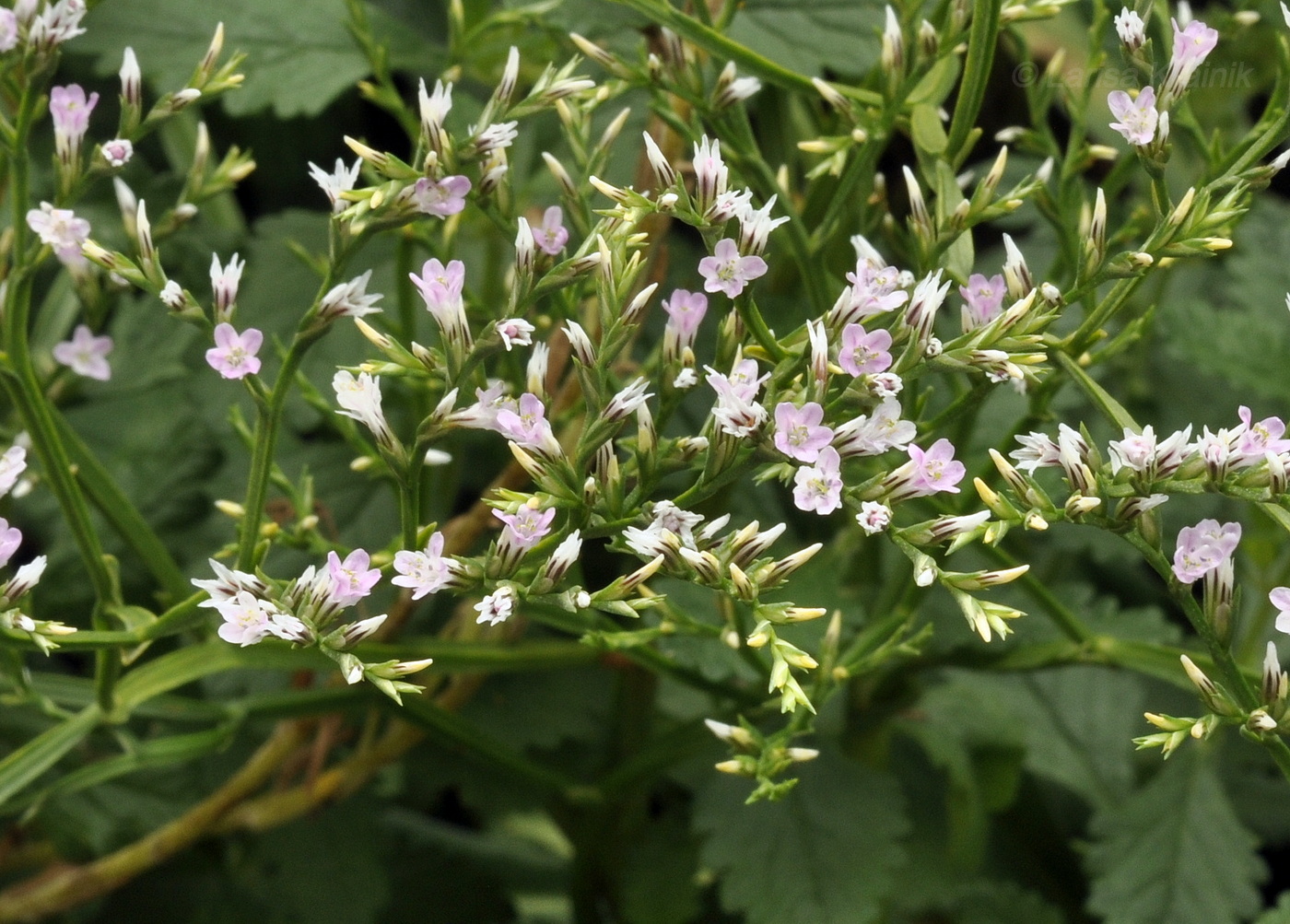 Изображение особи Goniolimon tataricum.