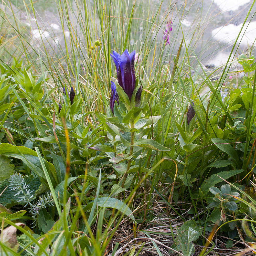 Image of Gentiana septemfida specimen.