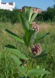 Asclepias syriaca. Верхушка отцветающего растения. Владикавказ, левый берег р. Терек, пустырь. 03.07.2022.