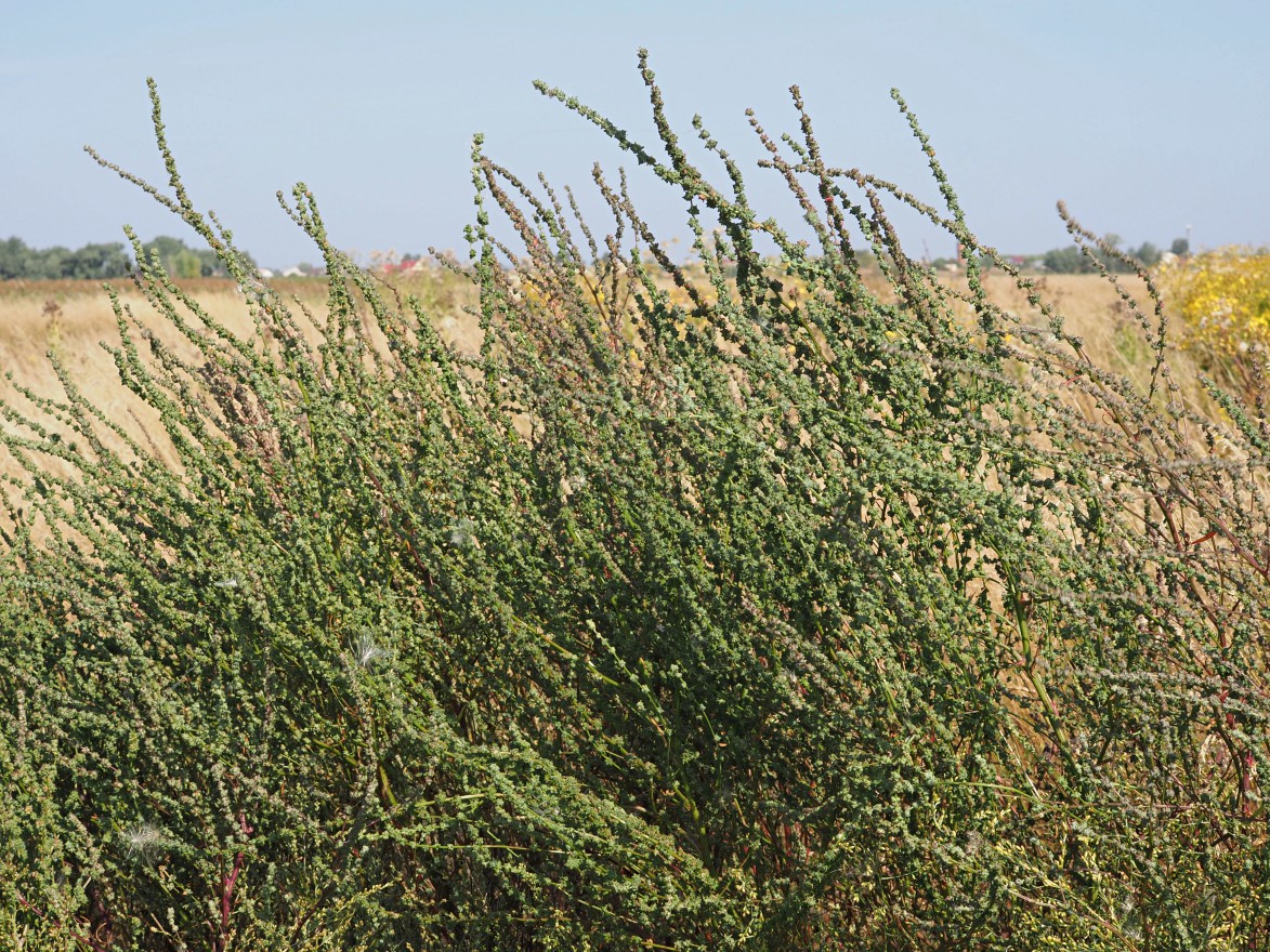 Image of Atriplex patens specimen.