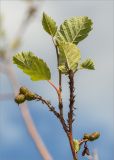 Image of taxon representative. Author is Мария Новикова