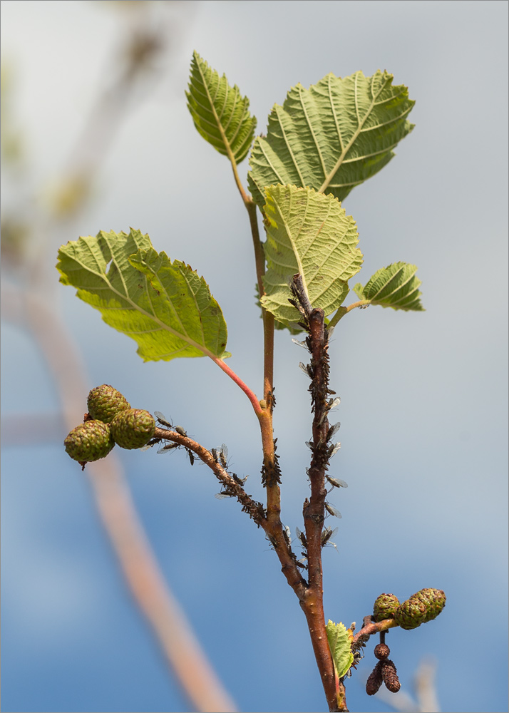 Изображение особи Alnus incana.