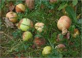 Malus domestica. Падалица (созревшие и поражённые болезнями плоды). Московская обл., Раменский р-н, окр. дер. Хрипань, садовый участок. 20.08.2022.