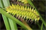 Carex vesicaria. Созревающее соплодие. Московская обл., Раменский р-н, окр. ж.-д. платформы Хрипань, просека под ЛЭП. июль 1996.