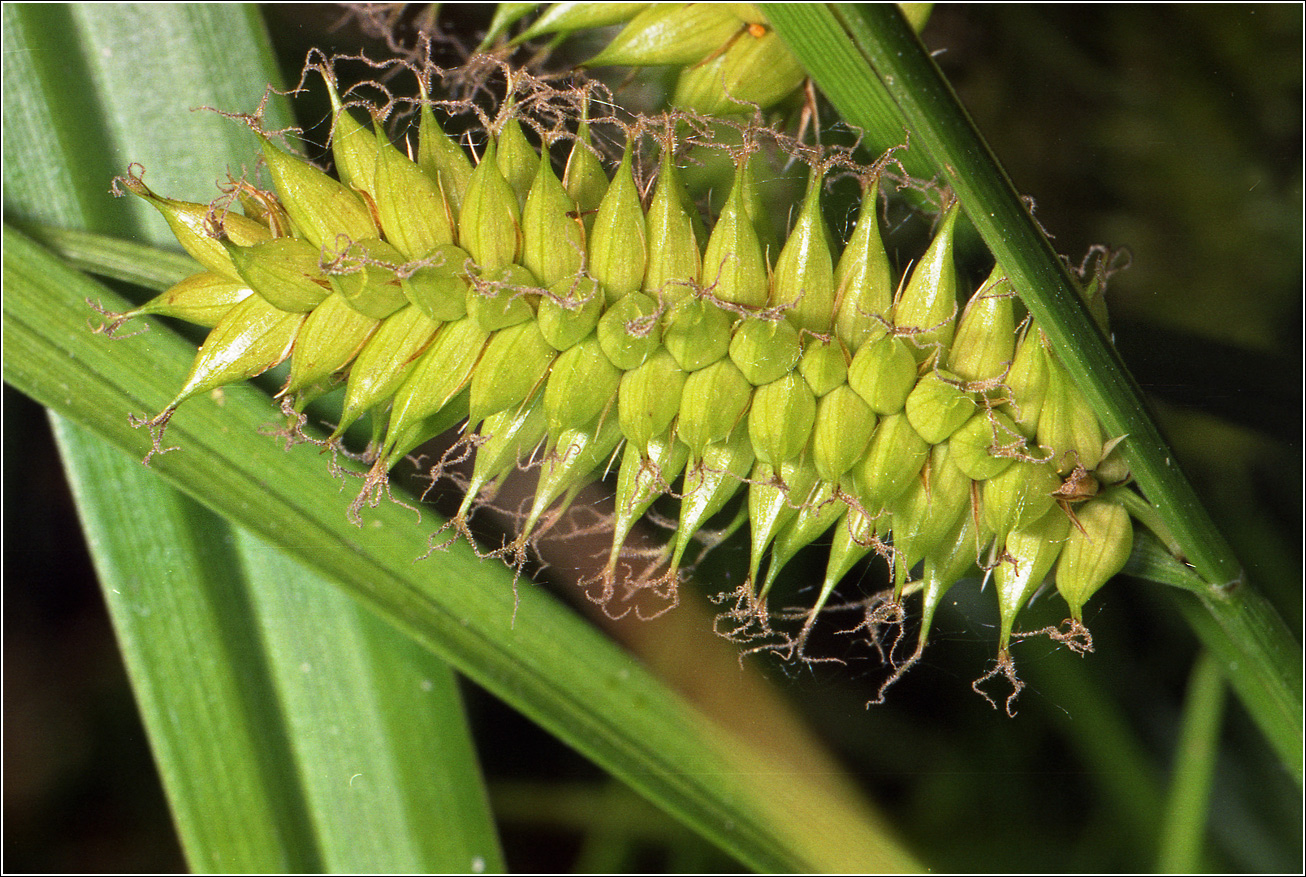 Изображение особи Carex vesicaria.