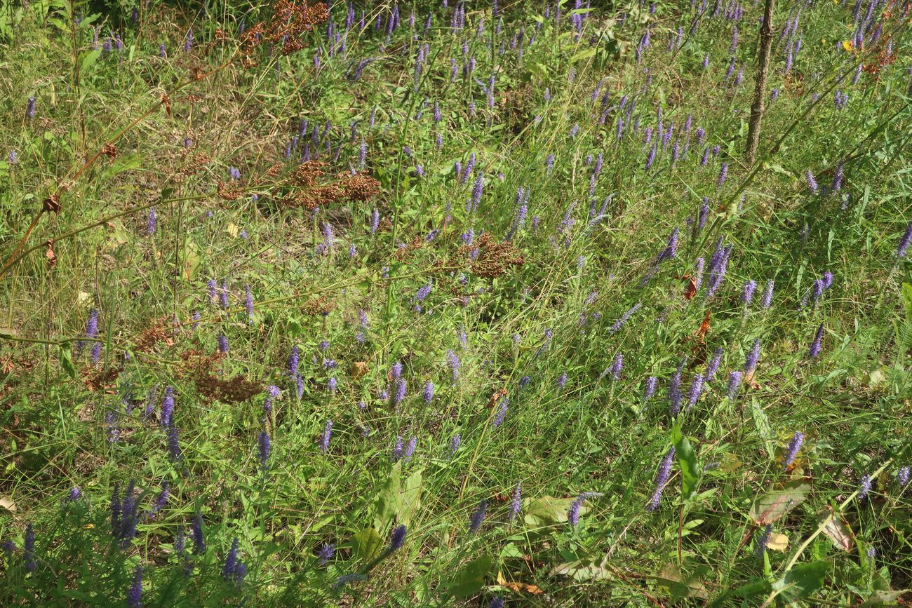 Image of Veronica spicata specimen.