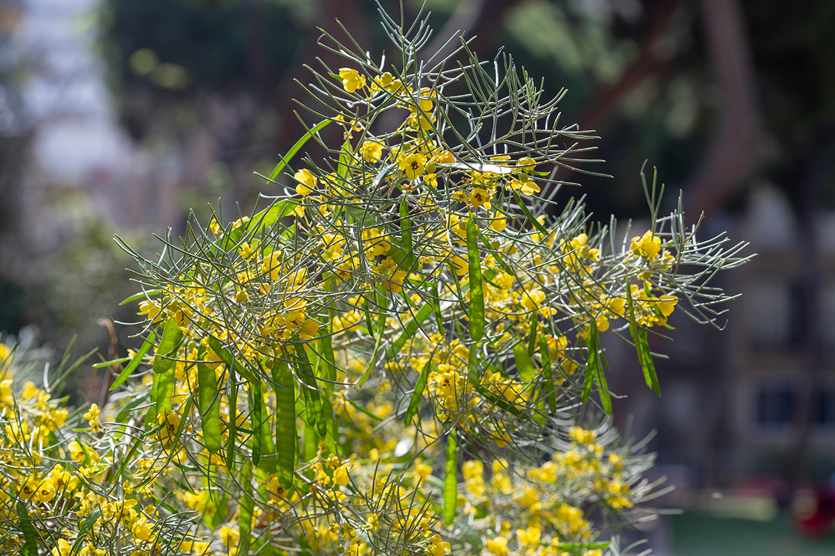 Image of Senna artemisioides specimen.