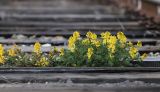 Corydalis speciosa