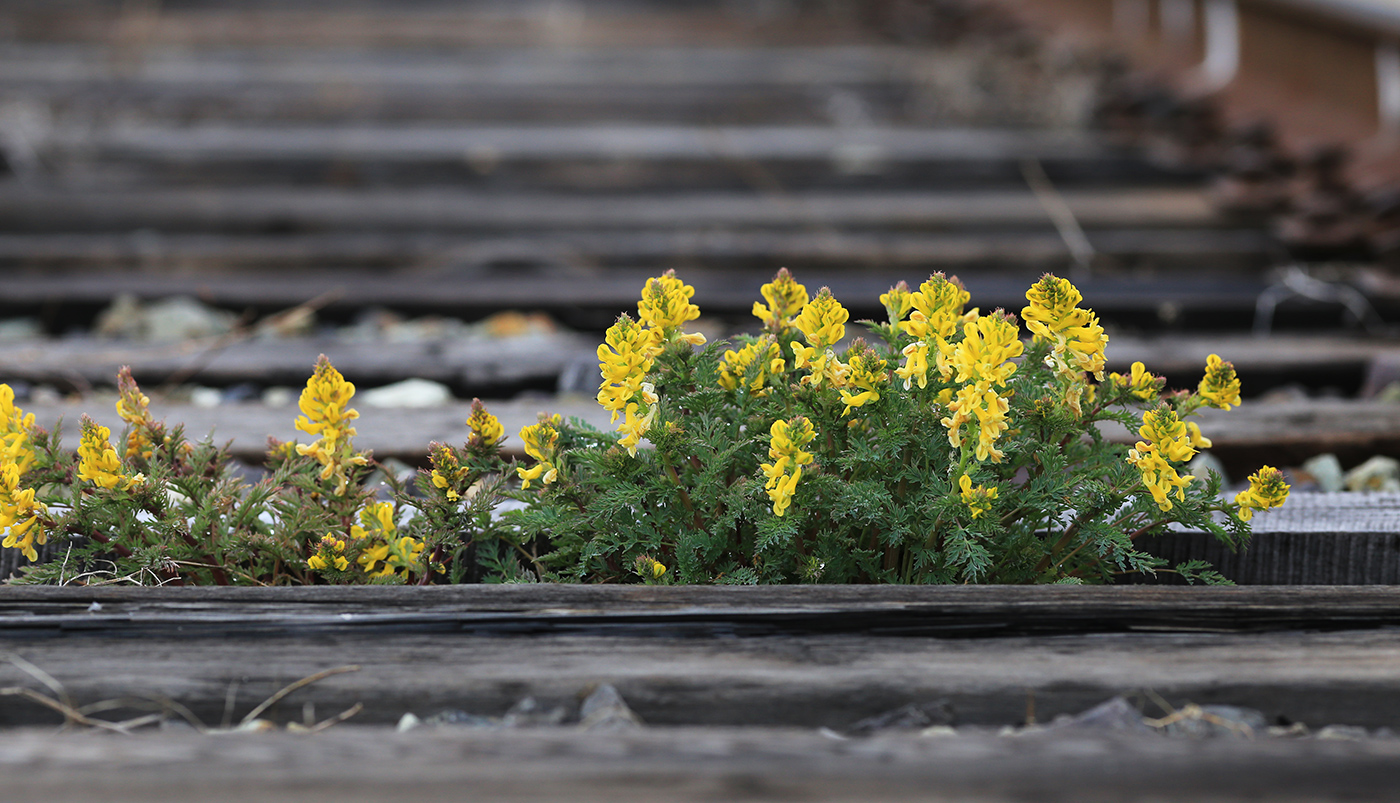 Image of Corydalis speciosa specimen.