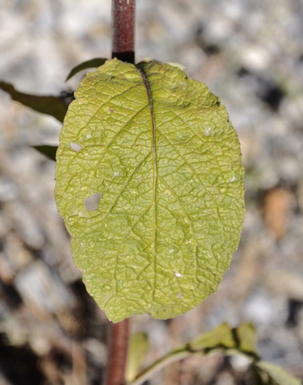 Image of Inula conyza specimen.