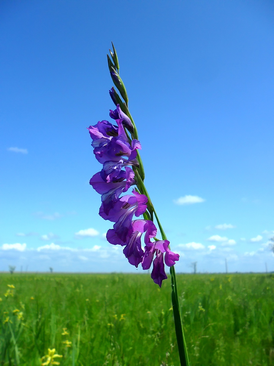 Image of Gladiolus imbricatus specimen.