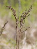 Onoclea sensibilis. Прошлогодняя фертильная вайя с сорусами. Амурская обл., Архаринский р-н, Хинганский заповедник, кластер \"Хинганское\", басс. р. Эракта, заболоченный березняк. 17.05.2022.