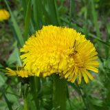 род Taraxacum. Фасциированное соцветие. Хабаровский край, окр. г. Комсомольск-на-Амуре, на лесной тропинке. 04.06.2023.