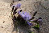 Lactuca sibirica. Цветущие и развивающимеся соцветия на верхушке присыпанного песком надломленного побега. Ленинградская обл., Ломоносовский р-н, окр. дер. Шепелёво, Батарейная бухта, песчаный береговой вал. 16.07.2023.