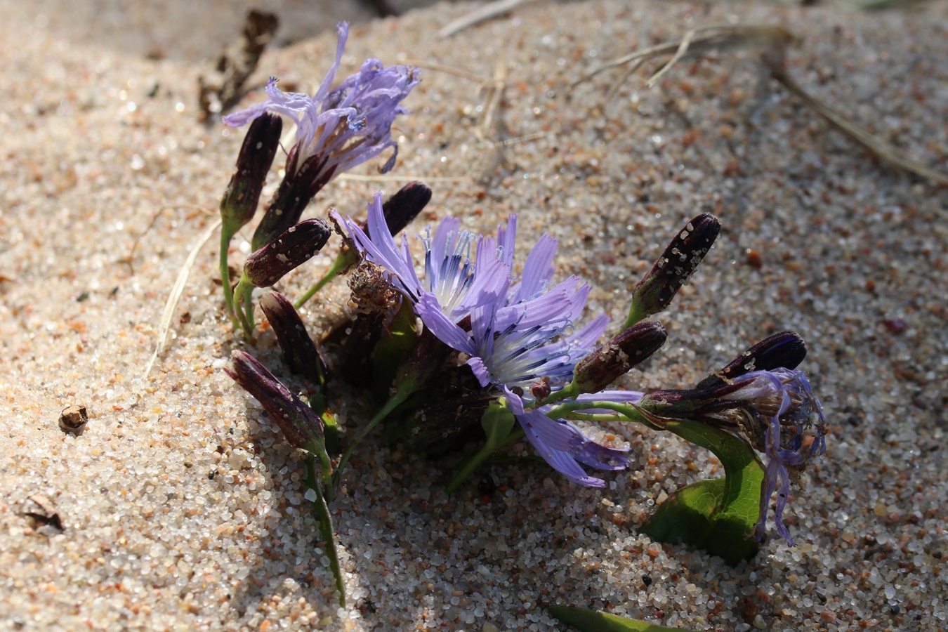 Изображение особи Lactuca sibirica.