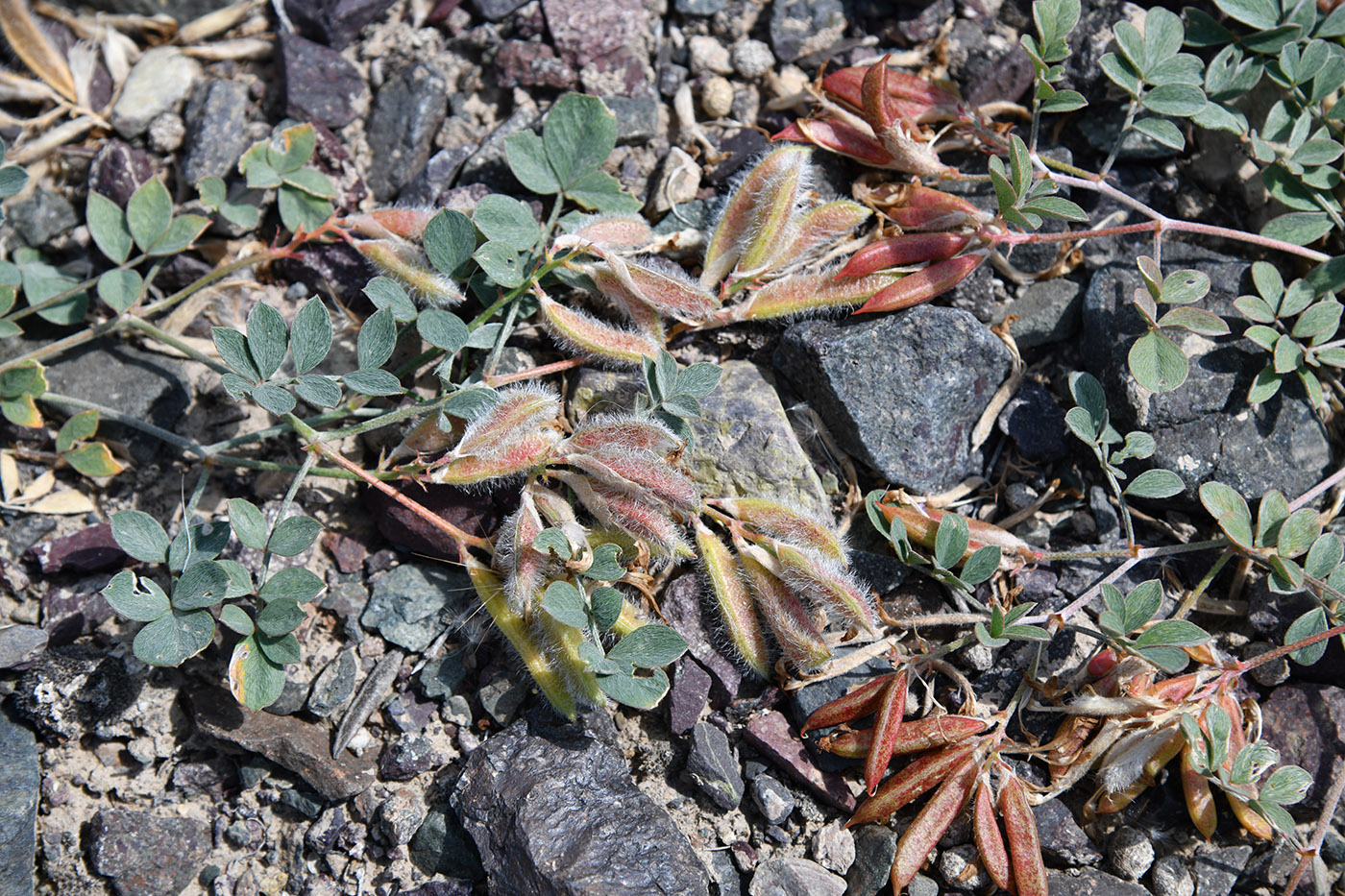 Изображение особи Astragalus neo-popovii.