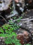 Thalictrum minus