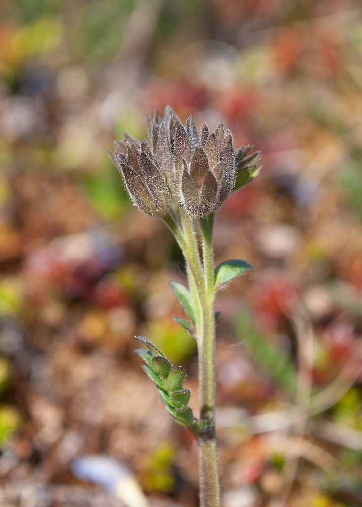 Image of Polemonium boreale specimen.