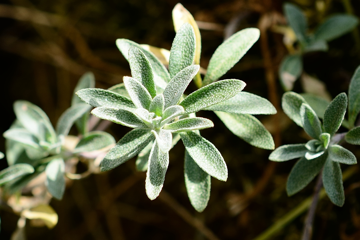 Изображение особи Odontarrhena muralis.