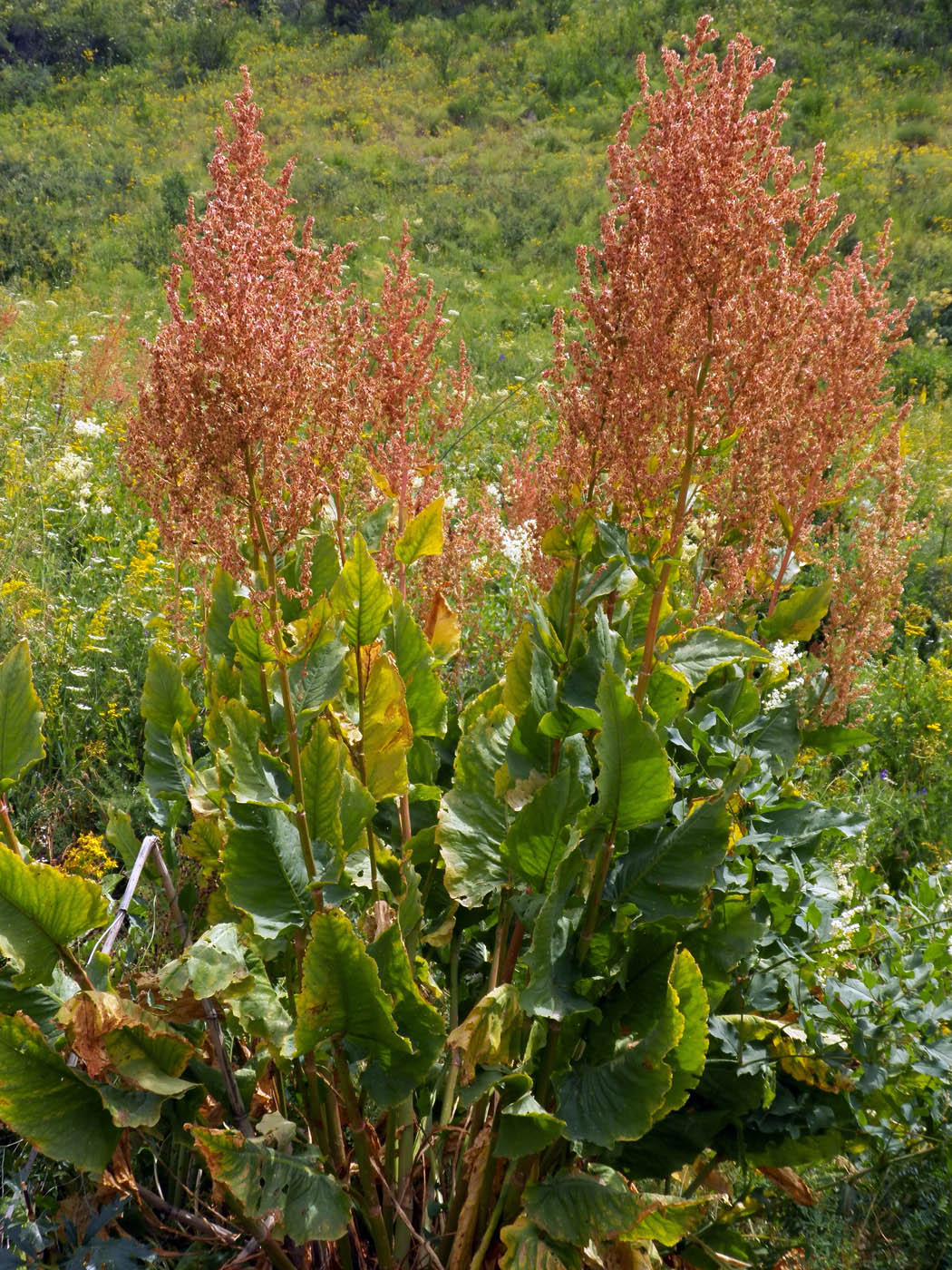 Image of Rumex paulsenianus specimen.