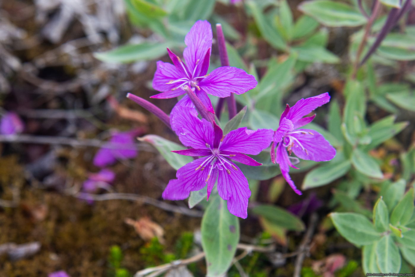 Изображение особи Chamaenerion latifolium.