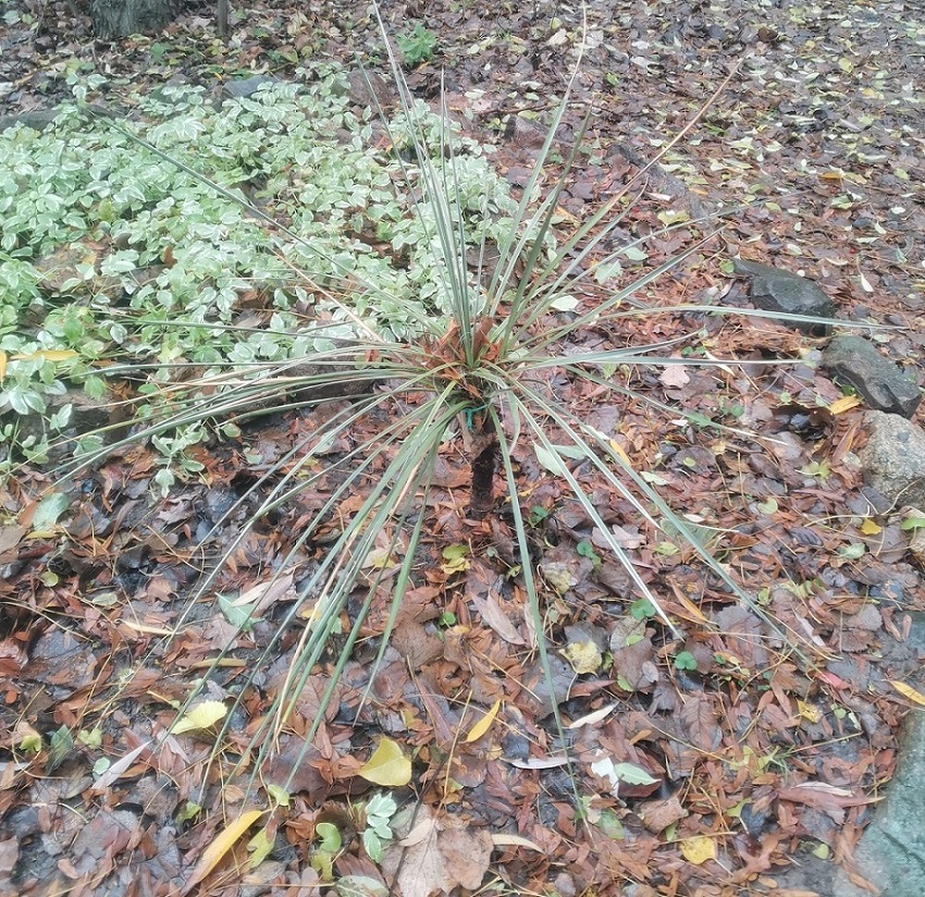 Image of genus Yucca specimen.