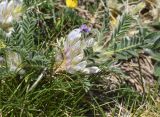 Astragalus sempervirens