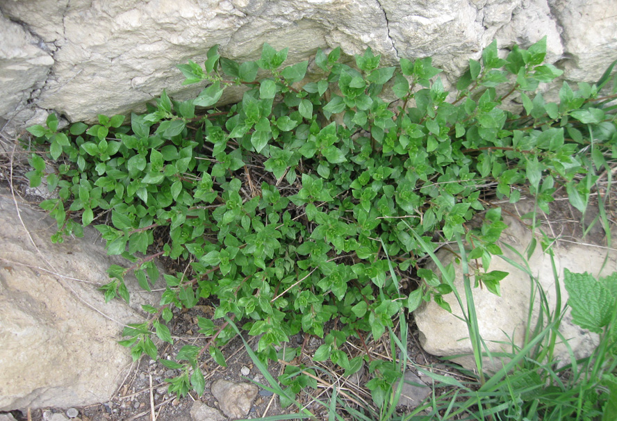 Image of Parietaria elliptica specimen.