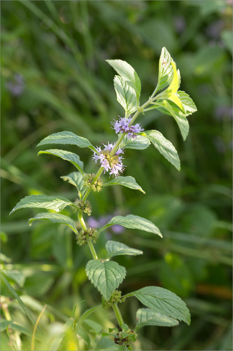 Image of Mentha arvensis specimen.