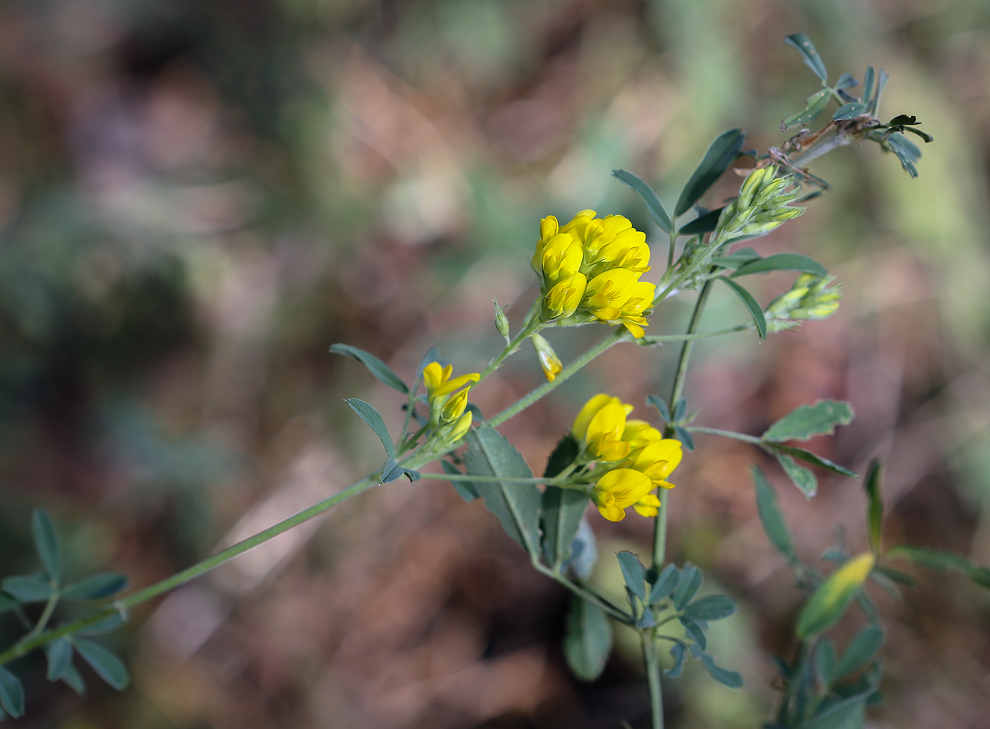 Изображение особи Medicago falcata.