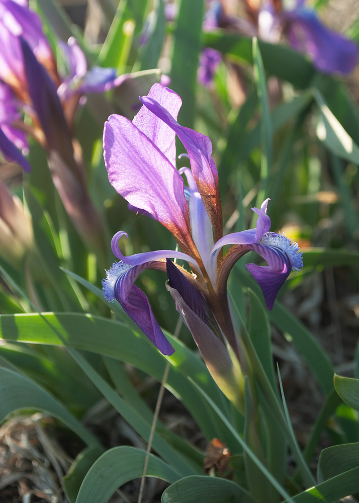 Image of Iris glaucescens specimen.