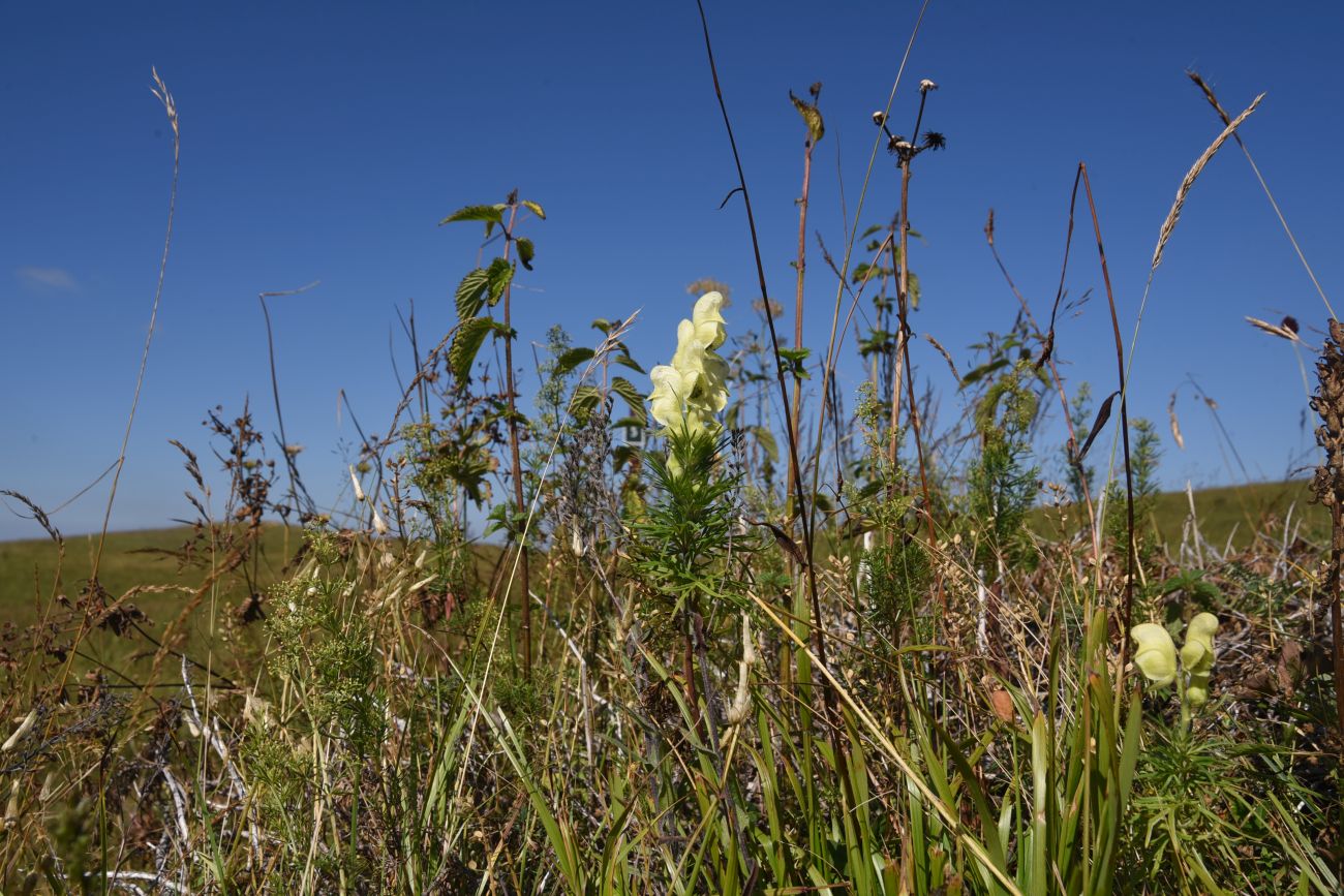 Image of Aconitum confertiflorum specimen.
