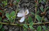 Capparis herbacea. Часть побега с цветком и бутоном. Дагестан, Унцукульский р-н, долина р. Аварское Койсу, побережье Ирганайского водохранилища, каменистый склон. 01.05.2022.