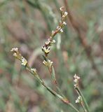 Polygonum patulum